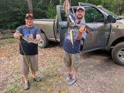 Two channel catfish in a fishing scene in Pennsylvania