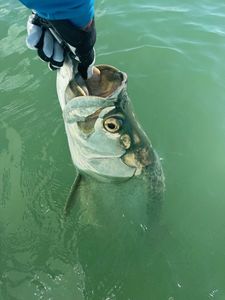 A Giant Tarpon Captured at Goodland!