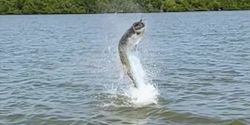 Reel Tarpon Hunt Begins Goodland FL