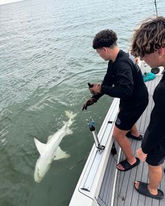 Photo of a fisherman holding a 27-inch Atlantic Sharpnose Shark in FL
