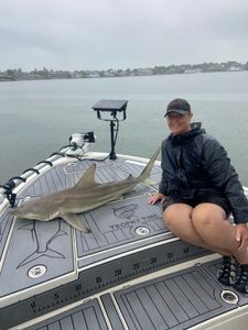 A blacktip shark, 29 inches long, caught while fishing in FL