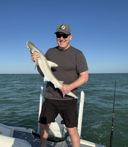 Bonnethead shark, fishing in Goodland