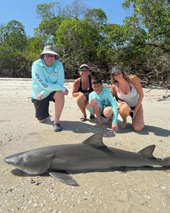 A single bull shark, 84 inches long, caught while fishing in FL