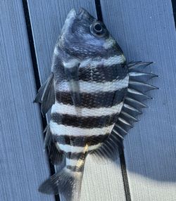 Sheepshead Bounty at Goodland FL Fishing Charter