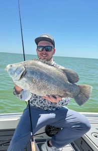 Tripletail: Coastal Fishing Escapades!