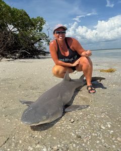 Photograph of a sand tiger shark, a 29-inch fish, caught while fishing in Goodland