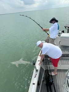 Sandbar shark measuring 28 inches caught while fishing in FL