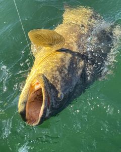 Fishing in the sunshine of FL
