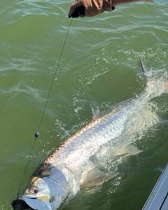 Tarpon fishing in Goodland