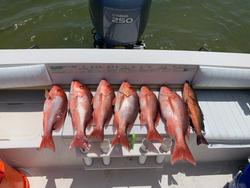 7 fish caught while fishing in FL