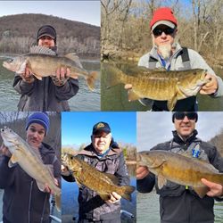 Five pike-perch caught in Harpers Ferry during fishing trip