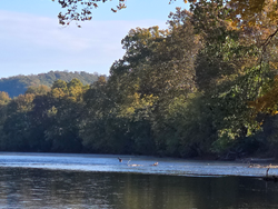 Perfect fishing conditions with jigging and light tackle techniques along this scenic river stretch.