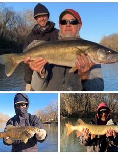 Three sooty grunter fish caught in West Virginia
