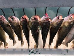 Sauger fish caught while fishing in Erie