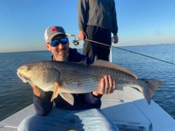 Bull Red in Louisiana 