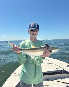 Spanish mackerel, a great catch in FL