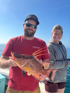 A fisherman catches a hogfish in Florida