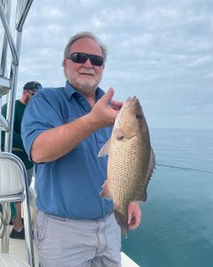 Caught a Grey Snapper in Clearwater, Florida
