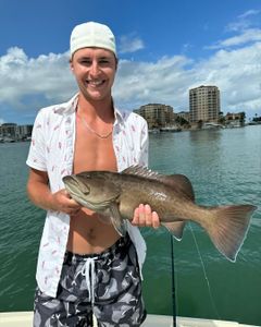 Gag Grouper, 19-inch fish caught while fishing in Clearwater