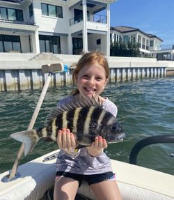 Sheepshead fish caught fishing in FL
