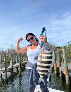 Sheepshead fish caught in Placida