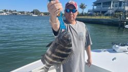 Sheepshead fish caught while fishing in Placida