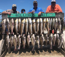 A group of 27 black drum, redfish, and spotted weakfish caught during fishing in Corpus Christi