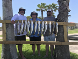 10 rainbow trout and spotted weakfish caught in TX