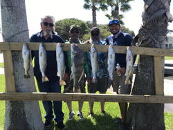 Three black drum and spotted weakfish caught in Corpus Christi