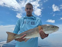 Fish-Species