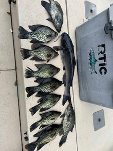 Ten crappie fish caught while fishing in Florida