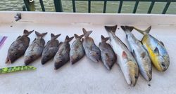 9 white grunt fish in FL