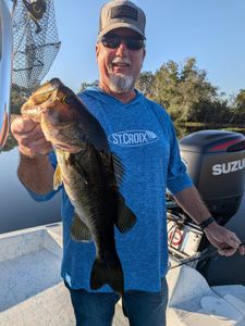 Largemouth Bass caught during fishing tour in Florida