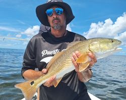 A single redfish caught in FL