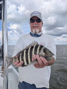 Sheepshead fish caught during a fishing tour in Citrus County