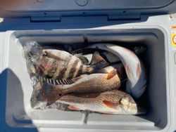 Two sheepshead fish caught in Citrus County during fishing tours