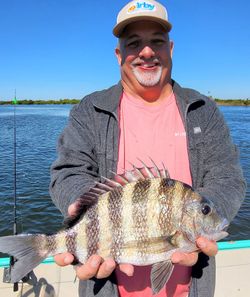 Sheepshead fish caught in FL