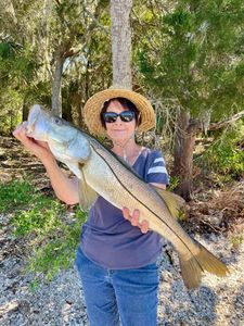 A fisherman holding a large snook fish in Citrus County