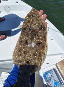 Summer flounder fishing in FL