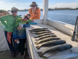 3 spotted weakfish in citrus county, florida during fishing tours