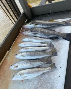 Sea Trout in Everglades City