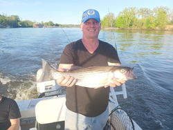 Striped bass caught in NY