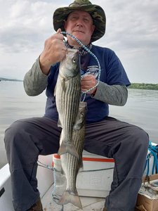 Striped bass caught in Connelly