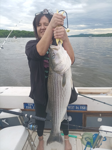 Striped bass caught at Connelly