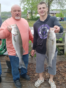 Two striped bass caught during a fishing and cruises outing in Connelly
