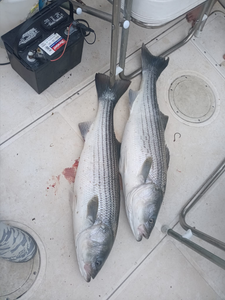 Striped Bass Fishing at Connelly