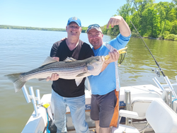 Striped bass fish caught in NY