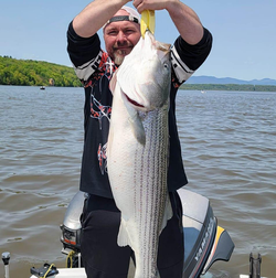 Striped bass caught by angler in NY
