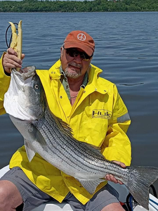Striped bass caught in NY