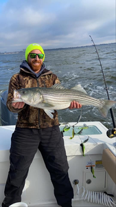 Striped bass caught in NJ